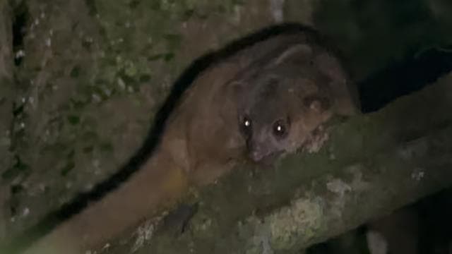 Monteverde: Tropical Forest Night Tour