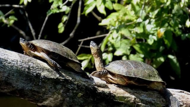 Parque Nacional Tortuguero: Las mejores cosas para hacer en Tortuguero - Photo 4 (Gallery view)