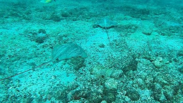 Drake Bay: Snorkeling Tour in Caño Island with Lunch
