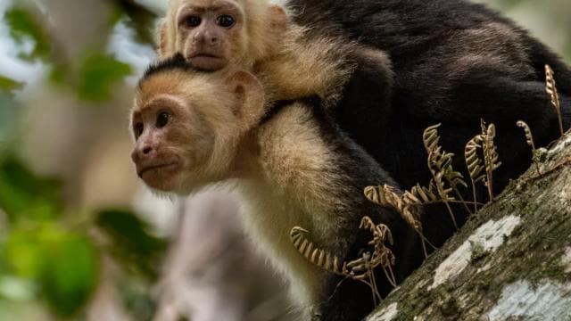 San Jose: Manuel Antonio National Park Day Trip with Lunch