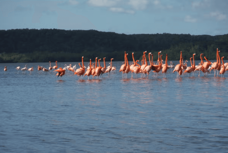Guanaroca Lagoon Boat Tour