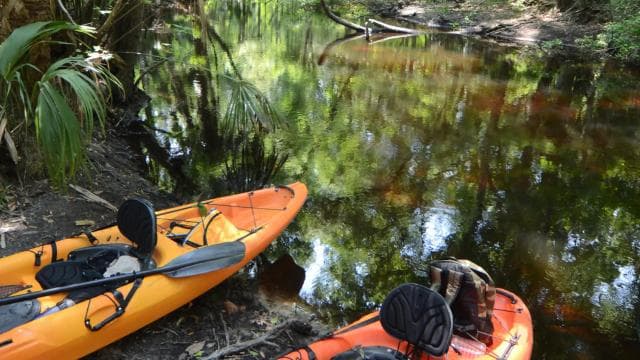 Kayaking Adventure: a 2-hour Wildlife Escape