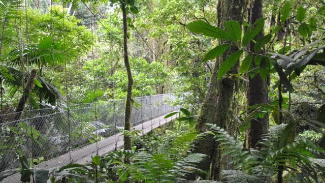 Tur de jumătate de zi la Podurile suspendate Arenal din La Fortuna - Photo 5 (Gallery view)