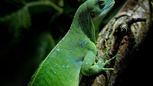 Cahuita: Nacht-Reptilientour mit Fachführer - Photo 3 (Gallery view)