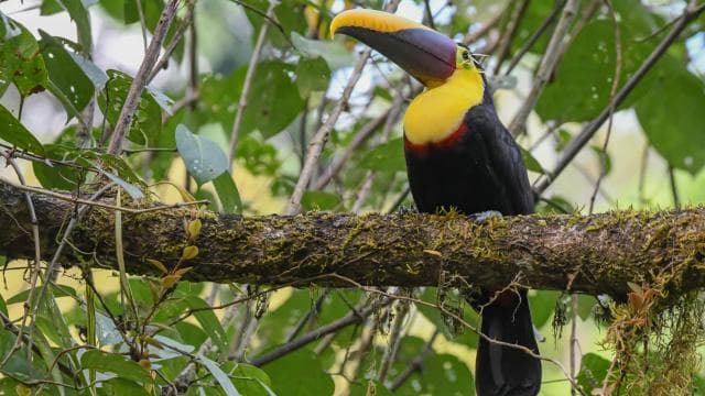 Uvita: Birdwatching - Photo 2 (Gallery view)