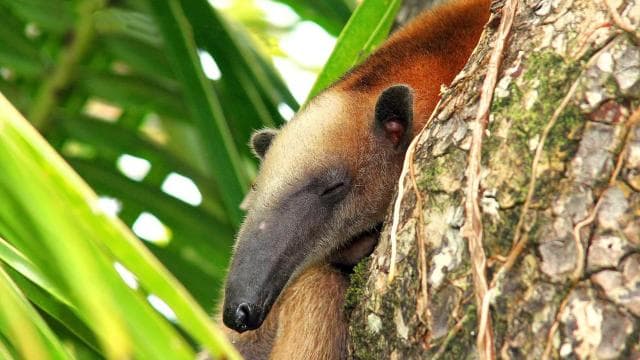 Corcovado National Park: Adventure Tour Overnight - 2 Days