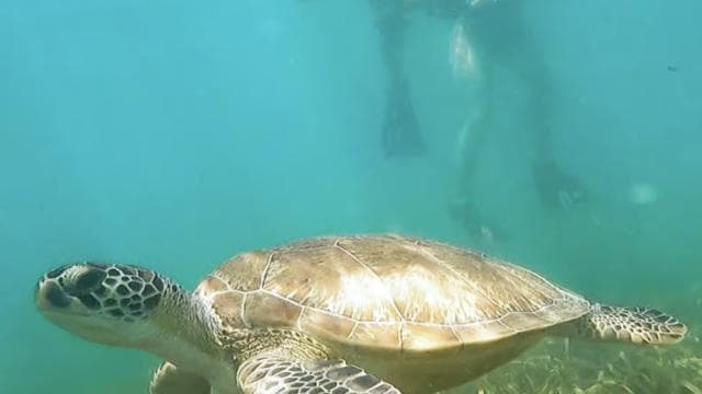 Culebra: Snorkel with Turtles