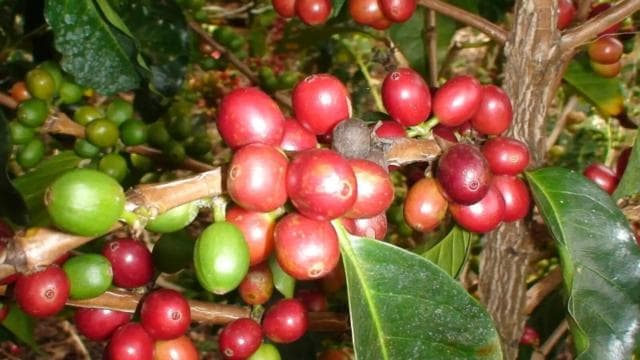 San José: Arenal Volcano, Waterfalls, Coffee and Hot Springs