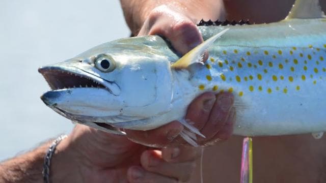 Playa Mantas: Beach Fishing Tour