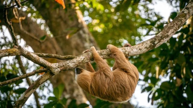 Punta Uva: Sloth and Wildlife Kayaking Tour