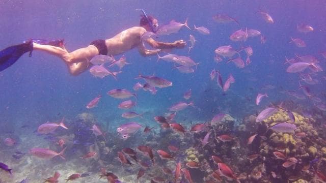 Catalina Island Full-Day Snorkeling Tour