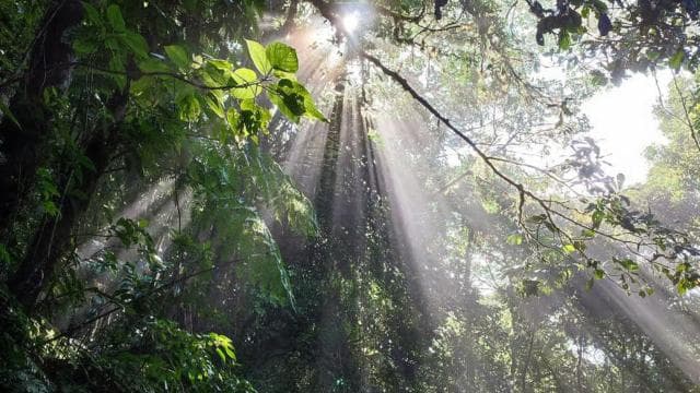 Monteverde: Cloud Forest Hanging Bridges Guided Tour