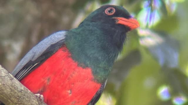 Manuel Antonio National Park Hike