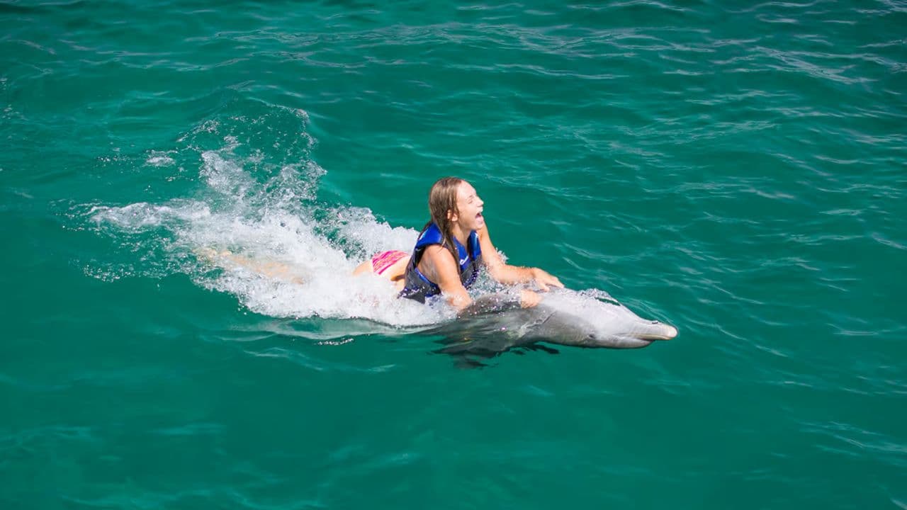 Dolphin Swim in Punta Cana – Best 60-min Dolphin Discovery