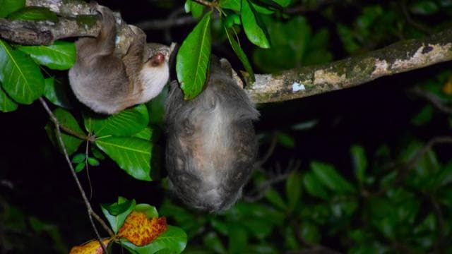 Escursione in canoa, notturna e diurna nel Parco Nazionale del Tortuguero - Photo 2 (Gallery view)