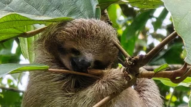 Costa Rica: Sloth Tour at Juan Castro Blanco National Park