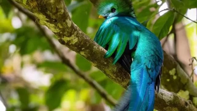 Monteverde: Cloud Forest Reserve Guided Hike - Dominican Republic