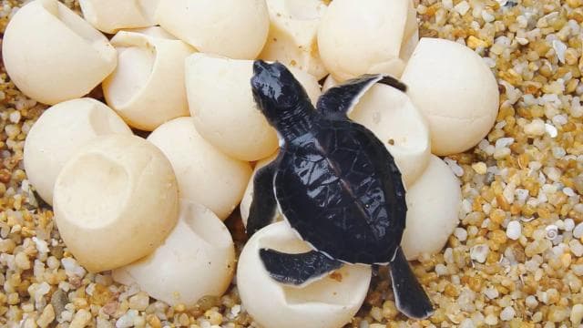 Tamarindo: Turtle Nesting Tour Tamarindo, Guanacaste, CR
