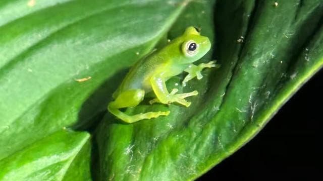 Limon: Night Walk & Rainforest Experience - Dominican Republic
