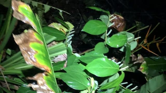 Incroyable promenade nocturne à Tortuguero - Photo 3 (Gallery view)