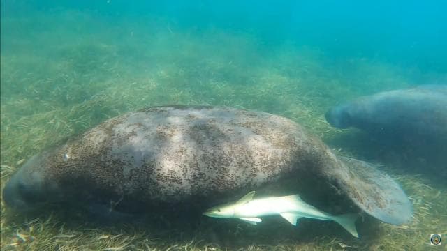 Culebra: Snorkel with Turtles