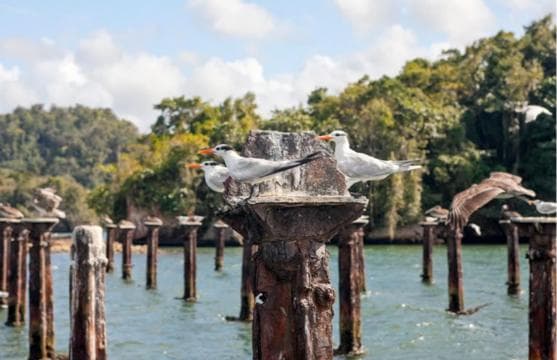 Los Haitises: Boat + Lunch at the beach & Natural pools - Dominican Republic