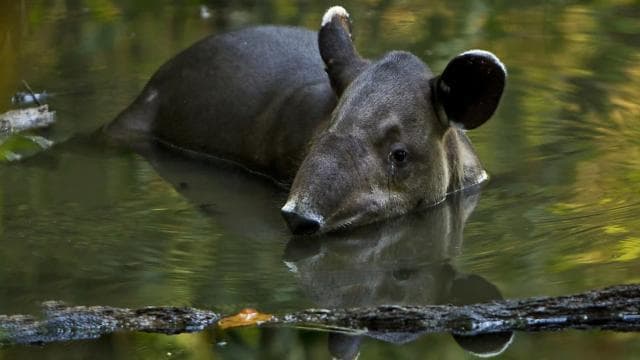 Corcovado National Park: Adventure Tour Overnight - 2 Days