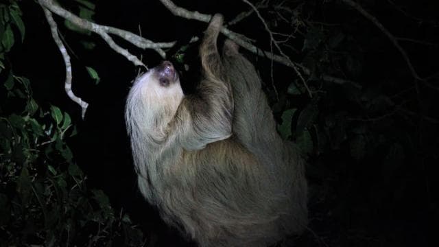 La Fortuna Night Walk in a High Biodiversity Rainforest