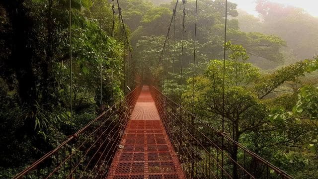 Monteverde: Half-Day Bird Watching Tour