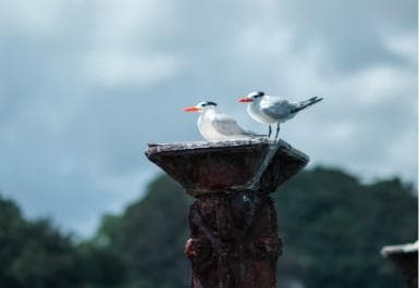 Boca Chica : Los Haitises Guided Hike and Kayaking - Dominican Republic