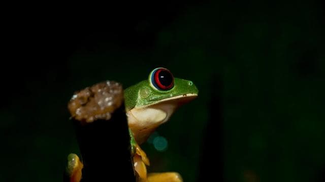 True Jungle Night Tour Manuel Antonio area - Photo 3 (Gallery view)