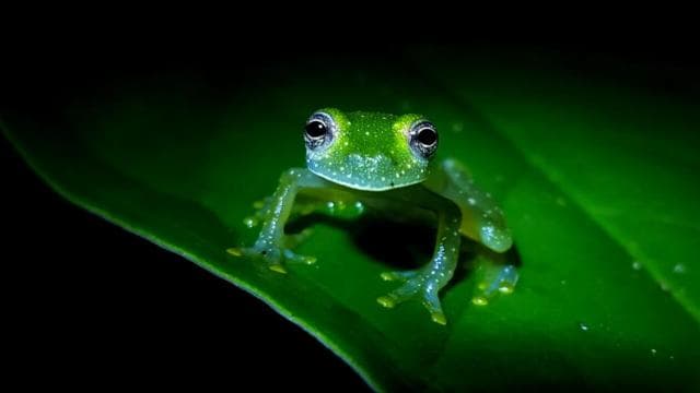 La Fortuna: Evening Frog Safari