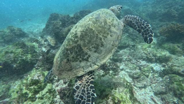 Cano Island Snorkeling Tour from Uvita