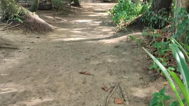 Cahuita: Hiking tour and wildlife spotting