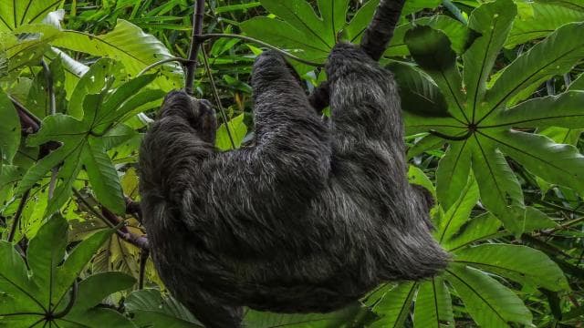 San Jose: Walking Nature Tour with Sloths, Birds, and Trees - Photo 5 (Gallery view)