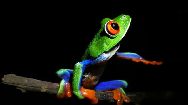 La Fortuna: Chocolate tour and Night walk Don Juan Arenal - Dominican Republic