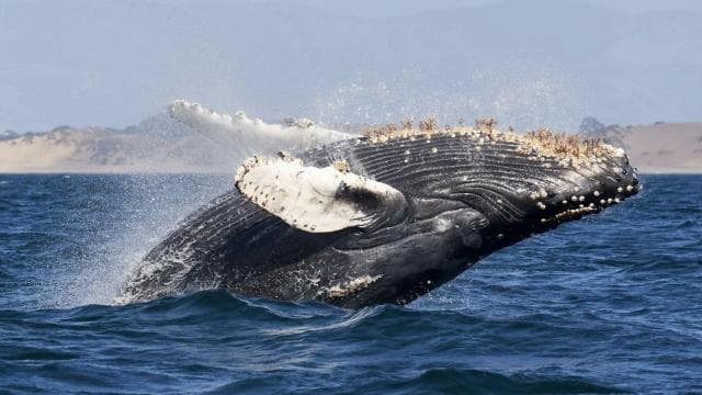 Uvita: Humpback Whales Wildlife Watching