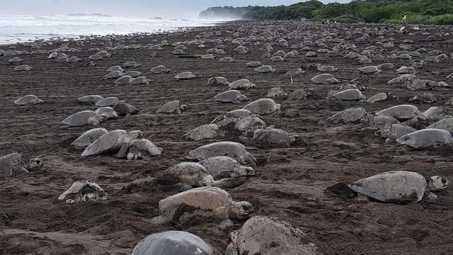 Costa Rica: Hundreds of thousands Olive Ridley Sea Turtles