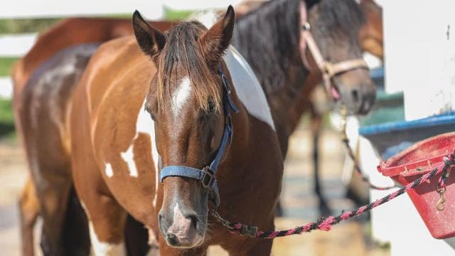 From Carolina: Horse Riding at a Private Ranch - Photo 4 (Gallery view)