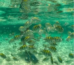 Santo Domingo: Full Day Tour to Paradise Island - Cayo Arena
