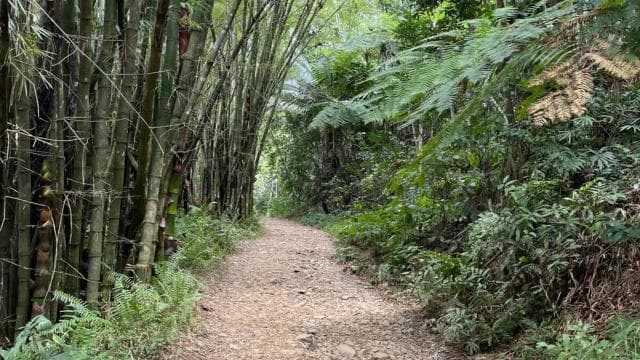 Private El Yunque Adventure - Pickup + Waterslide and Swing