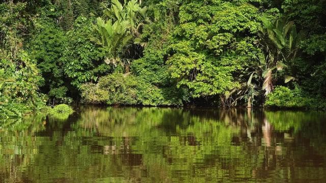Cahuita National Park: Best Things to Do in Cahuita Limon