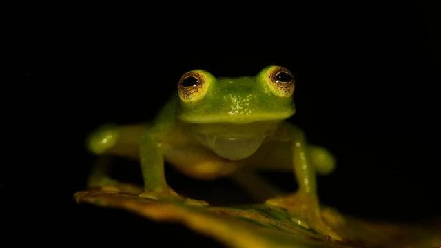 Fortuna: Arenal Volcano Rainforest Night Tour (Private)