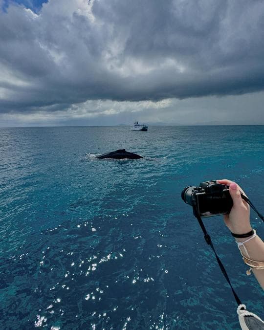 Punta Cana Whale Watching & Kayak at Laguna Limón – Miches Eco Tour - Photo 4 (Gallery view)