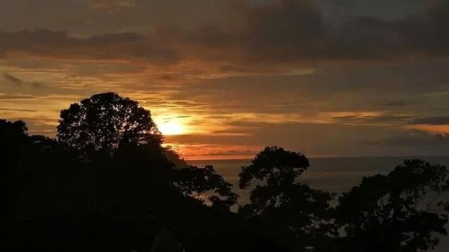 Bahía Drake: caminata por la jungla y aventura de barranquismo con almuerzo - Photo 4 (Gallery view)