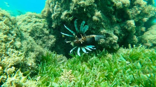 San Juan: excursie de snorkeling cu ghid în grup mic - Photo 2 (Gallery view)