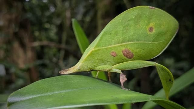 Monteverde: Night Walk in the Magical Forest - Photo 5 (Gallery view)