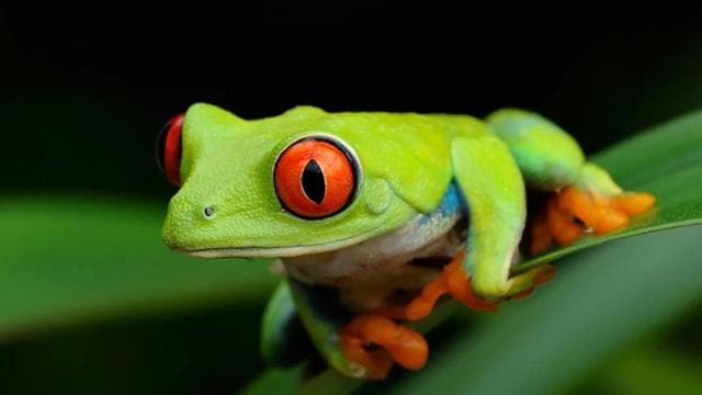 Tortuguero: Un paseo nocturno por la selva tropical de Tortuguero - Photo 2 (Gallery view)