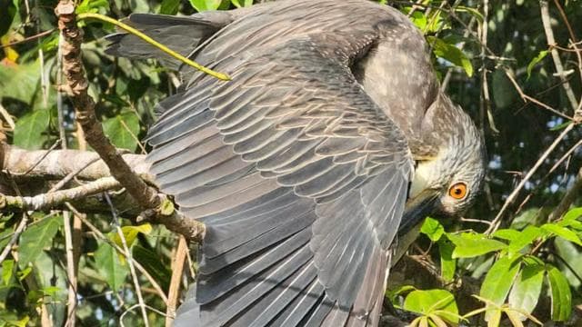 Tortuguero: Canoe tour through the Costa Ricans Amazons. - Photo 4 (Gallery view)