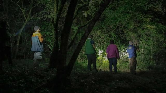 Uvita: Private Nature & Wildlife Night Tour Tropical Forest